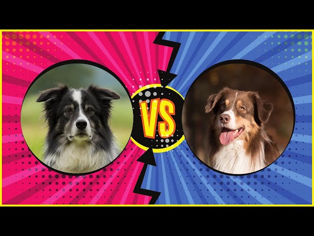 Süße Aussie-Collie-Mix Welpen: Traumhafte Begleiter 3 sddefault