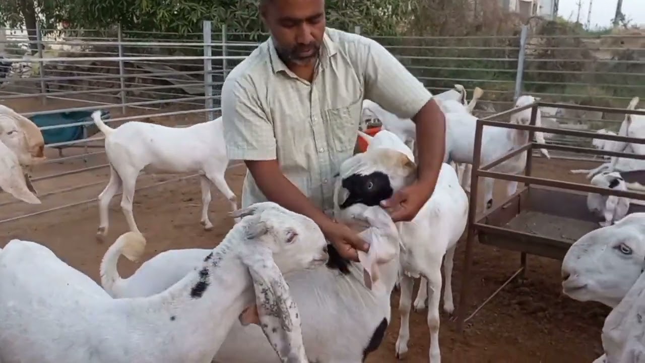 Ali goat farm Badarpur 