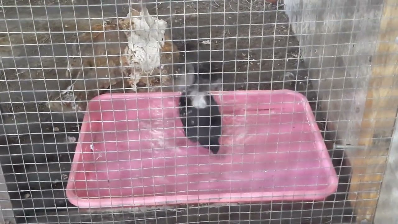 🔴 BURUNG MURAI BATU MANDI,magpie robin bathing