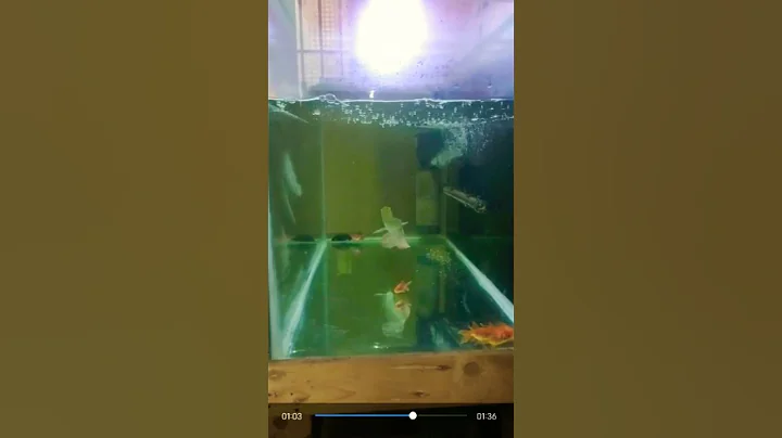 vastu fish eating gold fish with in seconds👀👀👀👀☄ - DayDayNews