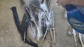 Find Wild Bird Feathers? Here's How To Clean Them For Crafting!