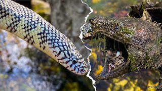 Snakes Vs Snapping Turtles Animal Update