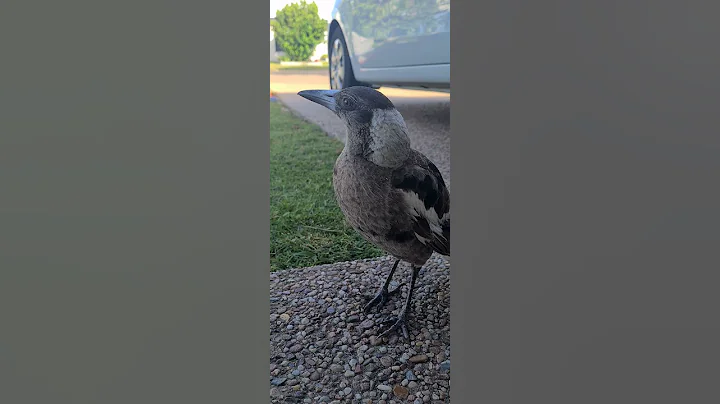 Australian Magpie songs