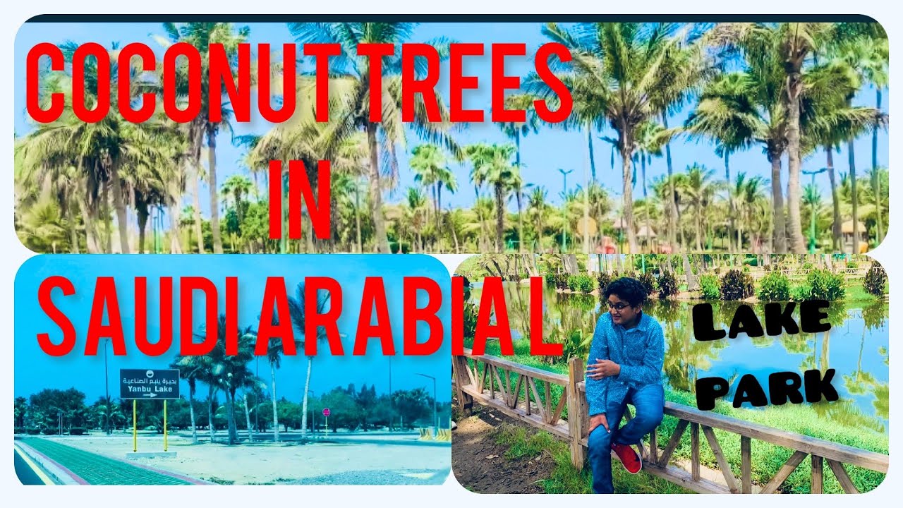 Lake park  yanbu industrial city /Madinah region/Amazing coconut trees/relaxing lake