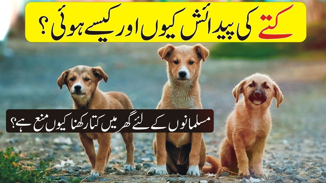 Why is it forbidden to keep a dog in the house? Creation of Dogs