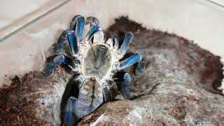 Cyriopagopus Lividum Green Femur