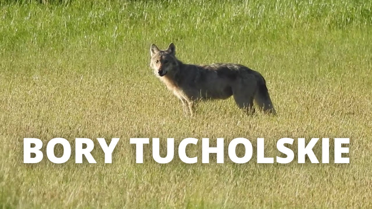 Bory Tucholskie. Spotkanie z wilkiem.
