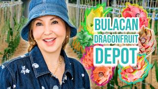 Dragon Fruit Overload in Bulacan!| Small Laude