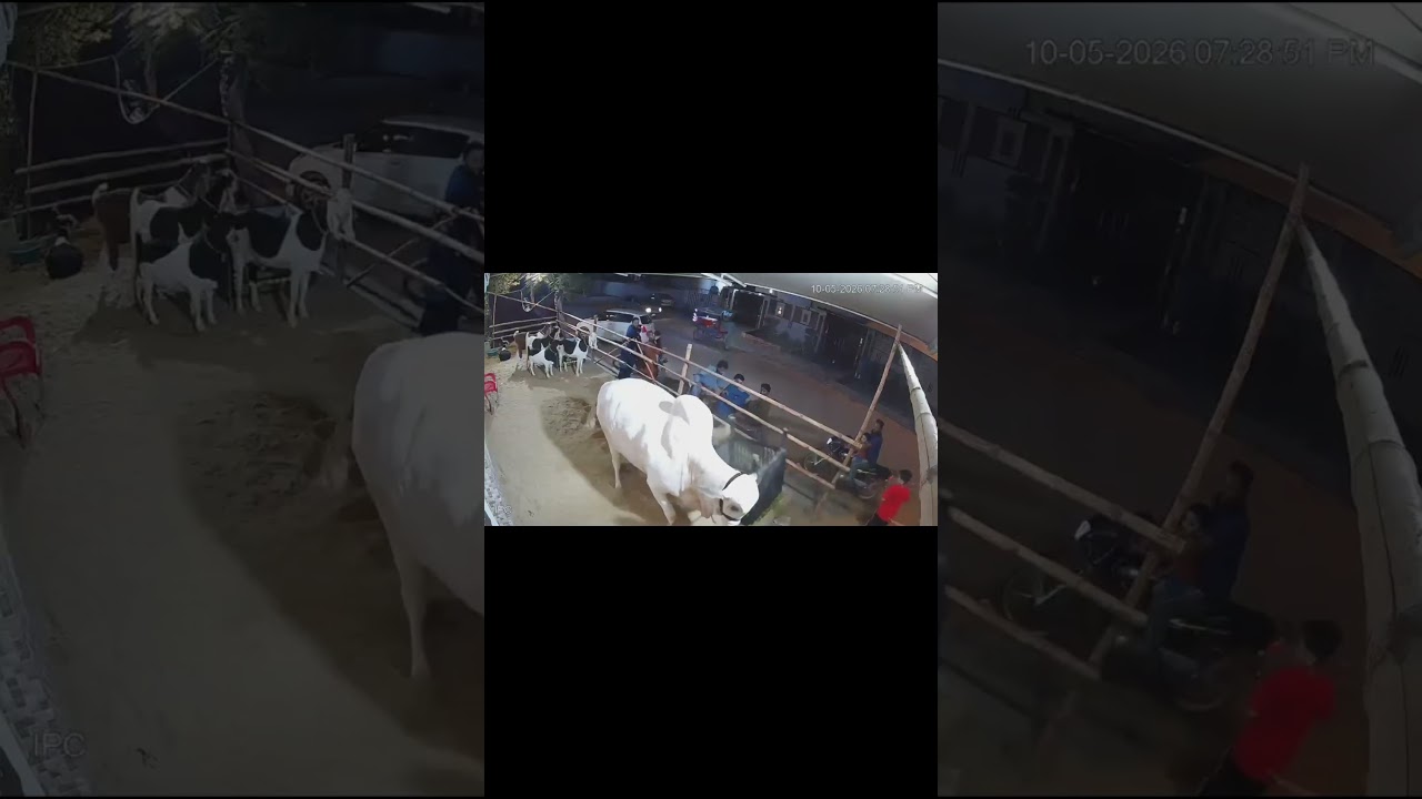 Bull Out of Control 🔥Nazimabad No4 📍Hamza Bhai’s House 🏠Qurbani Season 2026 🇵🇰#cowlover #bull #short