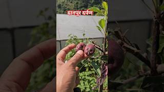 दानपुर के सेव