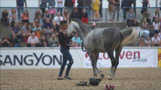 (Iupala Horses) Equitana 19 Spooks Showcup Ausschnitte