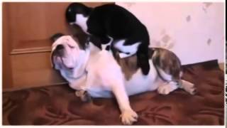 Кот и Бульдог смешная видео нарезка Кот и Бульдог смешная видео нарезка