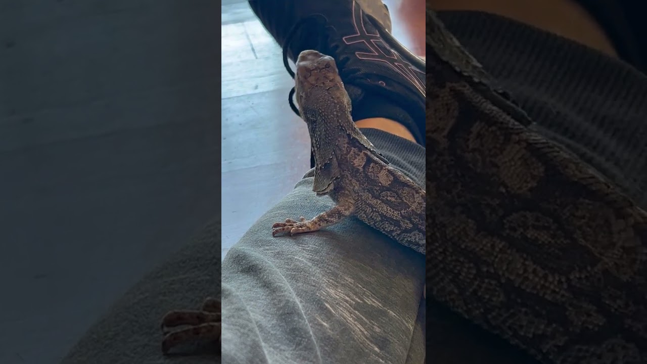 Frilled Lizard's Comical Escape Attempt