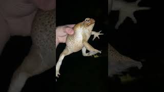 Big ass toad
