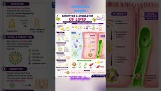 Absorption and assimilation of lipid #animalphysiology #zoologyshorts