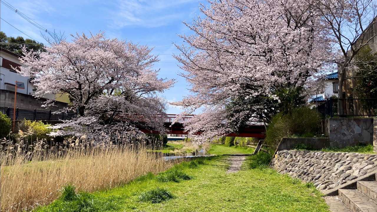 [JAPAN/TOKYO]Cherry Blossoms at Nogawa River walking scenery[Koganei area]