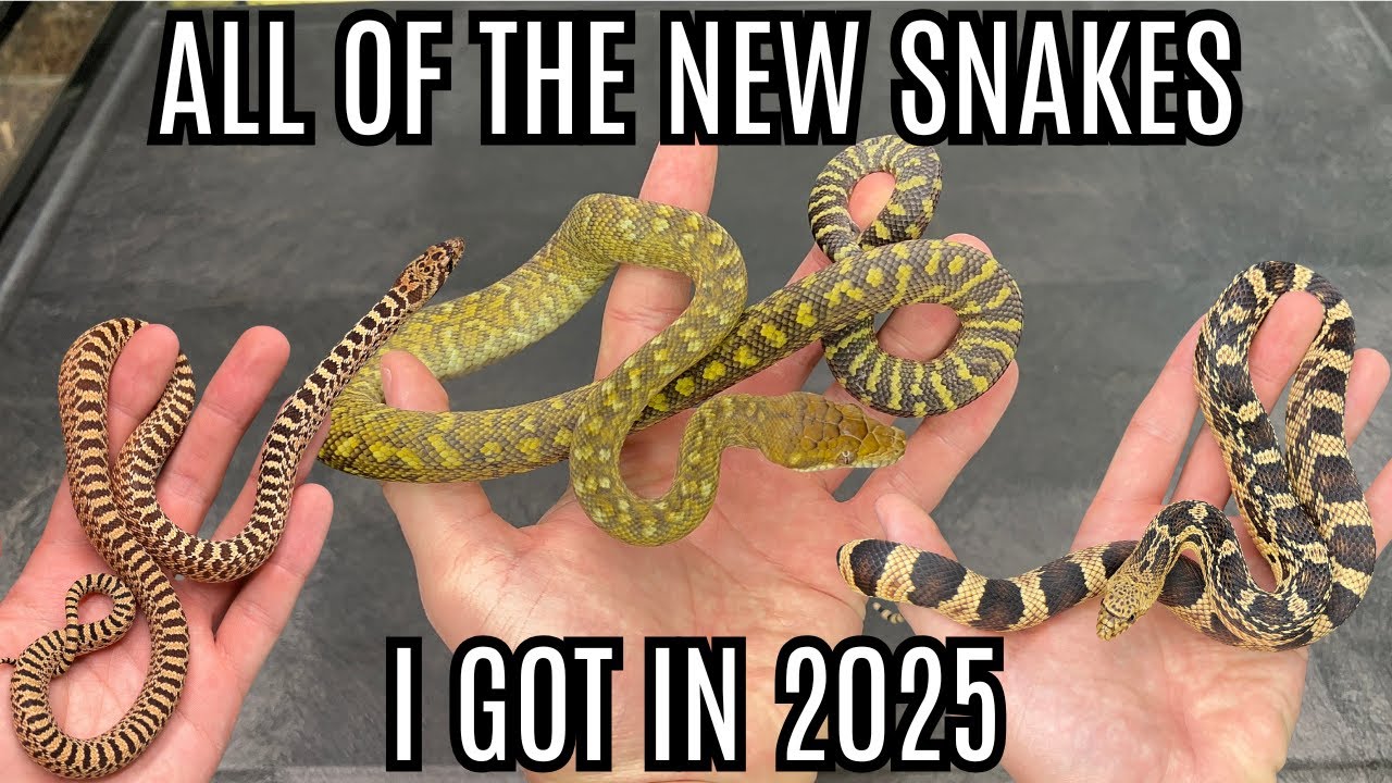 Все новые змеи, которых я приобрел в 2025 году!