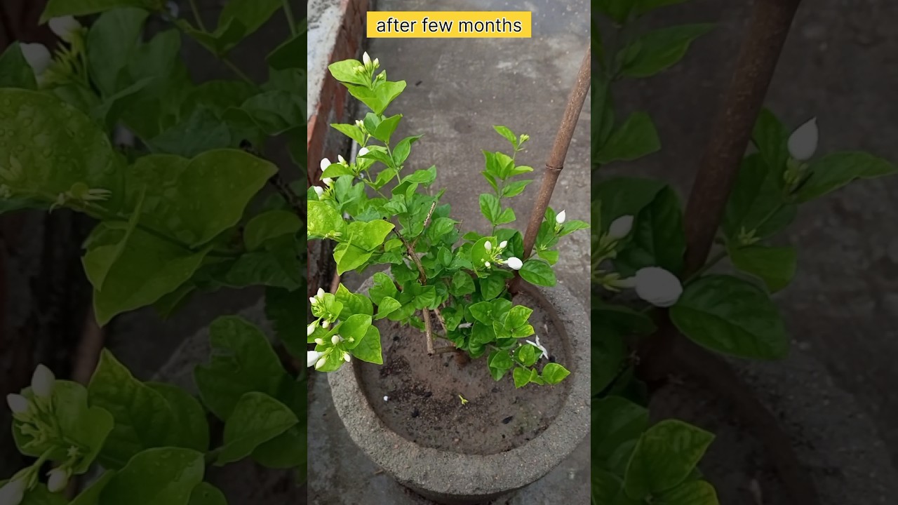 😯 Jasmine plant care indoor || mogra care 