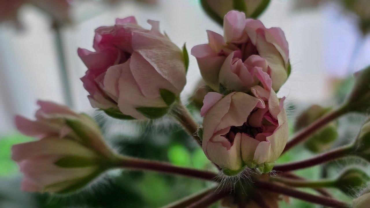 택배 보내고 짜르고 박고,, 에잇,,,할께 많아,,ㅜㅜ