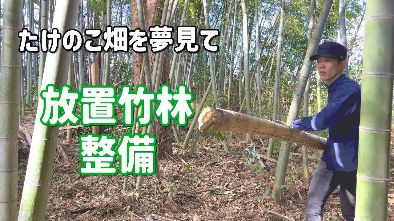 約一反ぐらいの竹の子山の整地をお願いします、報酬１０万円 荒れた竹林も整備すればキレイに！おいしい筍も！ | 阿波たけのこ農園