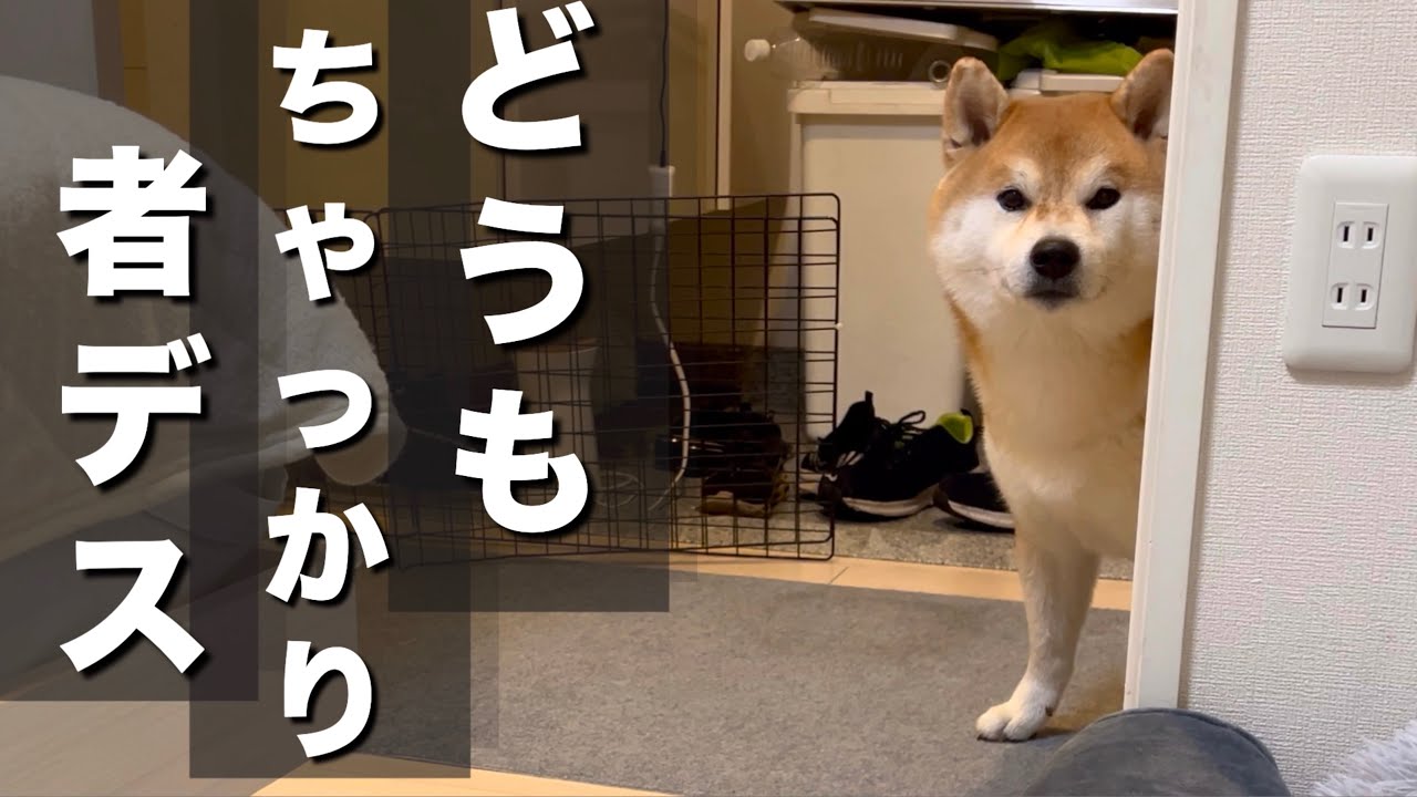 ☆柴犬&ひよこ☆ 換毛期を頑張った妹柴、ご褒美の瞬間にだけひょっこり登場する兄柴