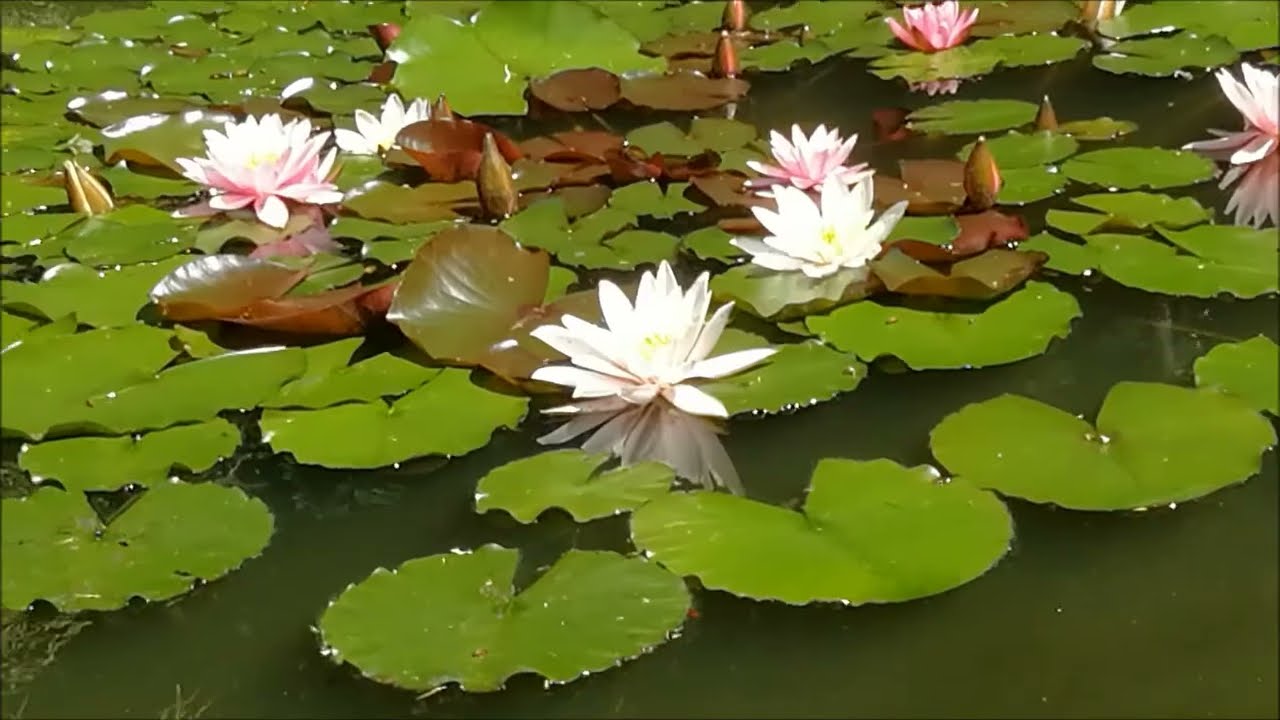 ботанический сад Иббенбюрен