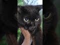 おはよう❕️コモモちゃん❕️救助完了❕️6月7日日曜日☔❕️#music #piano #musician #guitar #jazz #cat #元気になる動画