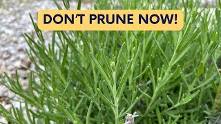 Don’t Prune Your Lavender Until You See THIS!