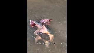 Turtles Prey on Deer❓ #shortvideo #uniquefacts #animals