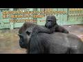 成長の証!おんぶをマスターしたサンタロウと、優しく見守るゲンキママの絆 / 京都市動物園に旅して
