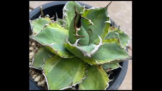Titanota Nishiki 1 Year Later: Did the Variegation Fade or Remain