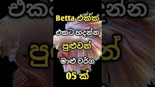 Betta සමග එකට හදන්න පුළුවන් මාළු වර්ග 05 ක්🤗 #shorts