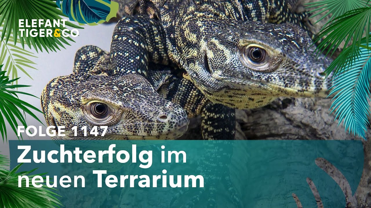 Das Leipziger Terrarium ist neu eröffnet! (Folge 1147) | Elefant, Tiger & Co. | MDR