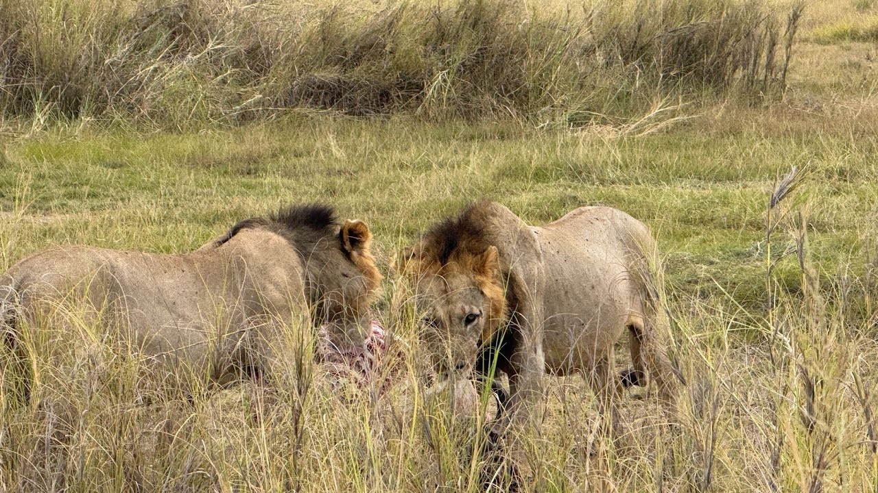 The INSANE Brawl For the Buffalo-Amboseli part 3