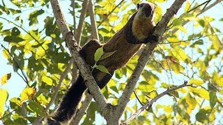 🔴 Berburu tupai besar di hutan Kalimantan!!
