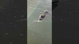 Sneaky Alligator Catches a Fish in Backyard Lake