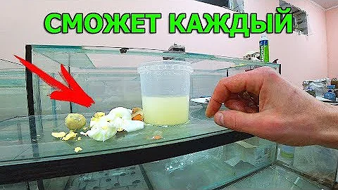 Как выкормить рыбку