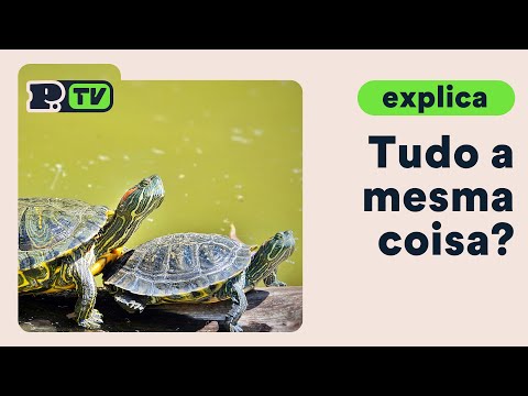 Vídeo: Como Descobrir O Sexo De Uma Tartaruga Terrestre