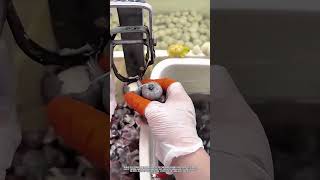 Cutting Tool Garlic Trimmer to Remove Roots and Stems Cleanly #ToolHolder