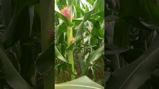 Ini adalah janten atau baby corn dari Jagung Hibrida Bioteknologi NK 212s Pendekar Sakti.