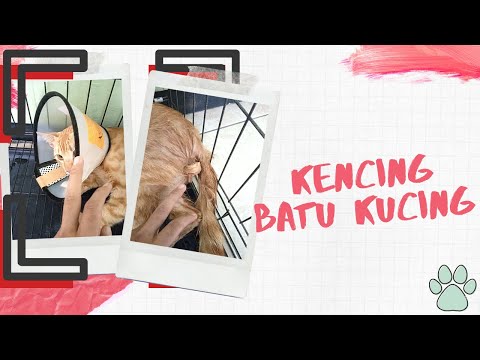 Video: Cara Mengobati Urolitiasis Pada Kucing