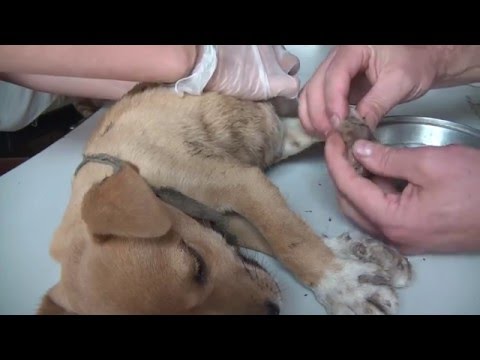 Video: Piskmaskar Hos Hundar
