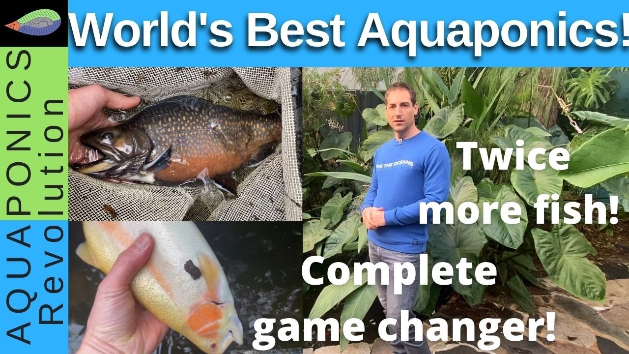 HOLISTIC AQUAPONICS, the World's best aquaponics system revealed!