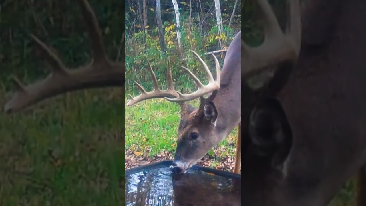 12-Point Buck Caught at Water Trough - UP CLOSE! 🦌 | Trailcam 4K