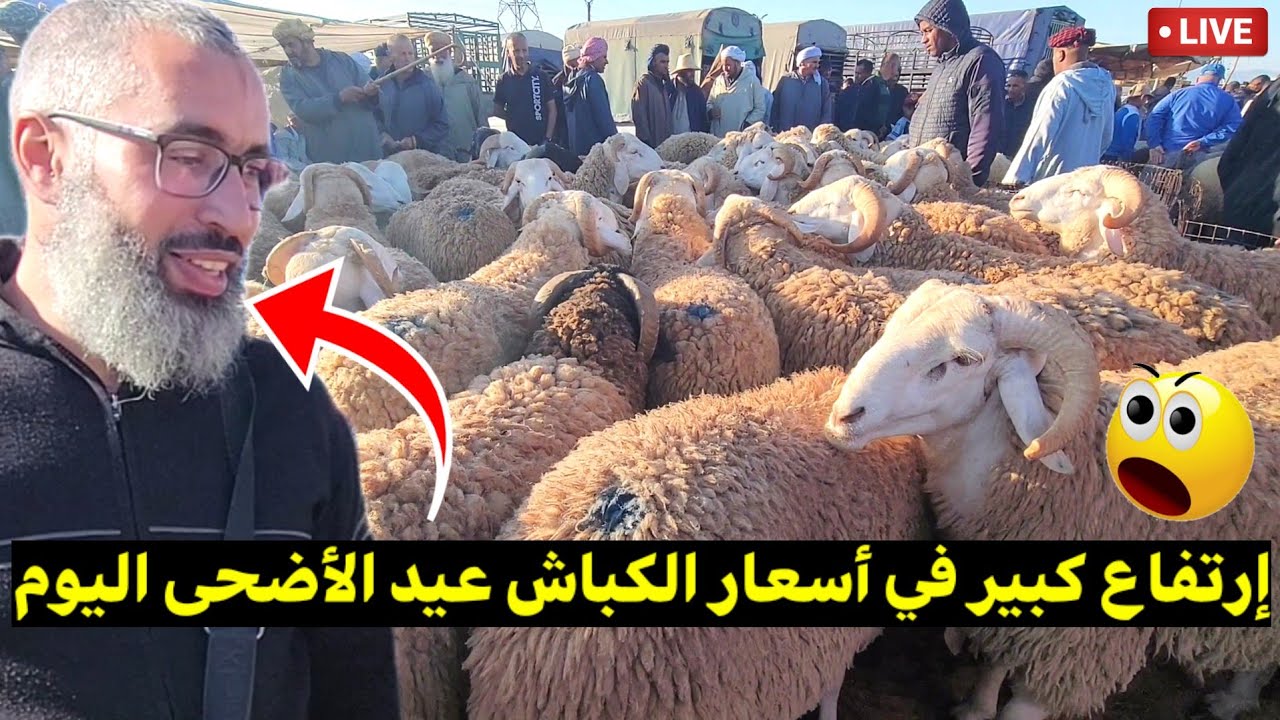 أسعار كباش عيد الأضحى 2025 على المباشر من سوق المواشي اليوم #الكباش_المستوردة #كباش_عيد_الاضحى_2025