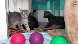 Budget-Friendly Ideas For A Cozy Cat Kitten Room 