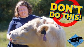 Famous Raise Your Own Beef: Our FIRST 5 Mistakes! Net Worth