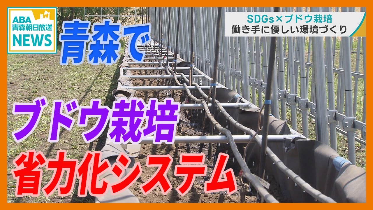 青森市でブドウ生産の「省力化システム」稼働　SDGs 働き手に優しい環境づくり　希少な黒いシャインマスカット「富士の輝き」を栽培