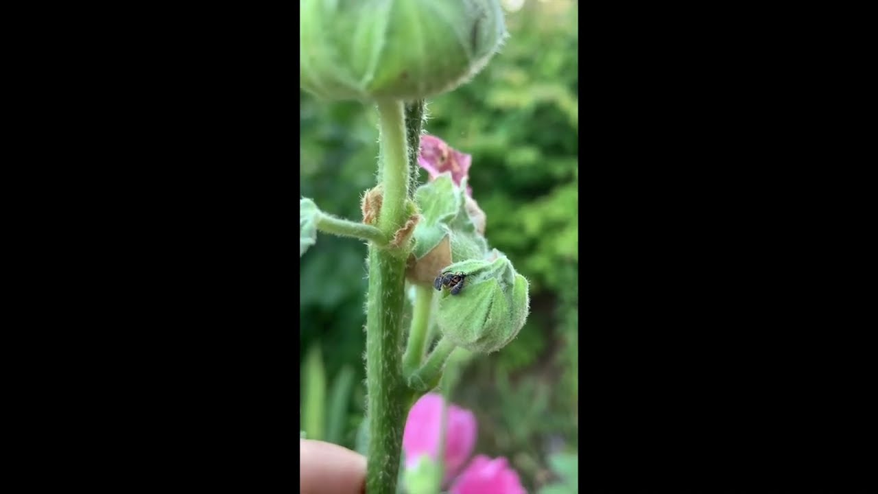 Hollyhock Weevils