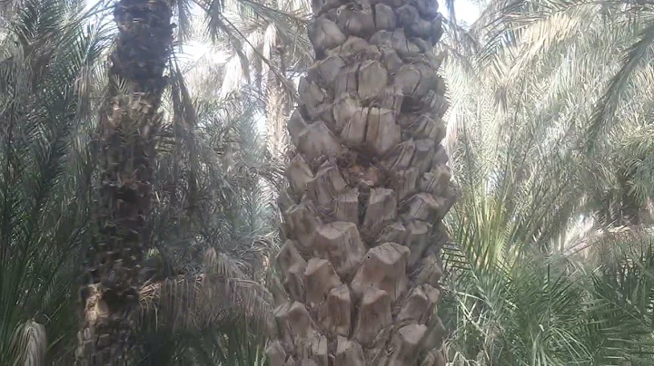 Al ain short vlog 14/100 uae travel vlog. #alain 